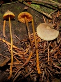 Mycena aurantiomarginata image