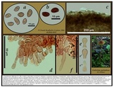 Galerina dicranorum image