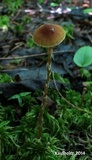 Galerina dicranorum image