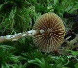 Galerina dicranorum image