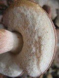 Xanthoconium purpureum image