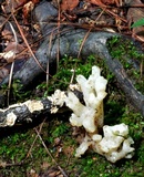 Sebacina sparassoidea image