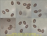 Ganoderma lucidum image