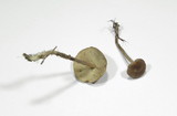 Baeospora myosura image