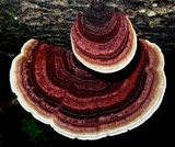 Hexagonia variegata image