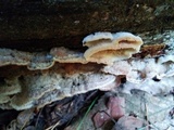 Merulius tremellosus image