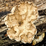 Cymatoderma elegans image