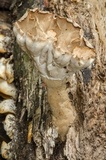Cymatoderma elegans image