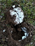 Amanita silvicola image