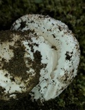 Amanita silvicola image