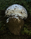 Amanita silvicola image