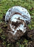 Amanita silvicola image