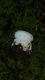 Amanita silvicola image