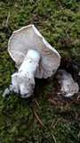 Amanita silvicola image