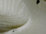 Amanita silvicola image