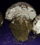 Amanita silvicola image