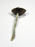 Stropharia caerulea image