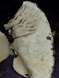 Amanita silvicola image