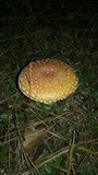 Amanita persicina image