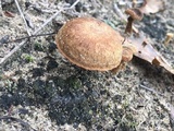 Inocybe dulcamara image