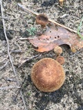 Inocybe dulcamara image