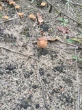 Inocybe dulcamara image