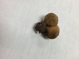 Lycoperdon umbrinum image