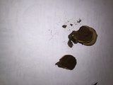 Lycoperdon umbrinum image