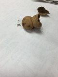 Lycoperdon umbrinum image