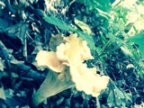 Cantharellus lateritius image