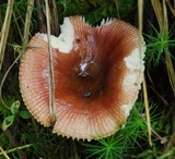 Russula nitida image