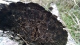 Hexagonia hydnoides image