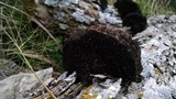 Hexagonia hydnoides image