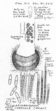 Lachnum corticale image