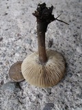Melanoleuca melaleuca image