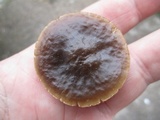 Melanoleuca melaleuca image