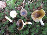 Hygrophorus boyeri image