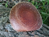 Lentinula edodes image