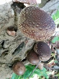 Lentinula edodes image