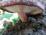 Lentinula edodes image