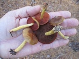Cortinarius semisanguineus image