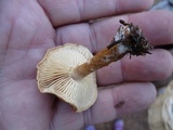 Cystodermella cinnabarina image