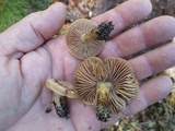 Hebeloma excedens image