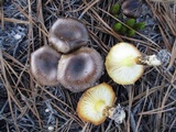 Hygrophorus hypothejus image