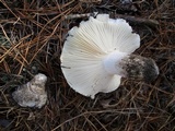Hygrophorus ponderatus image