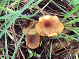 Hygrophoropsis aurantiaca image