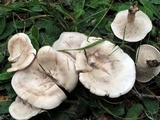 Clitocybe subconnexa image