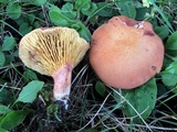 Phylloporus leucomycelinus image