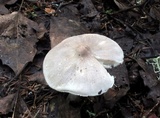 Tricholoma virgatum image