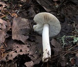 Tricholoma virgatum image